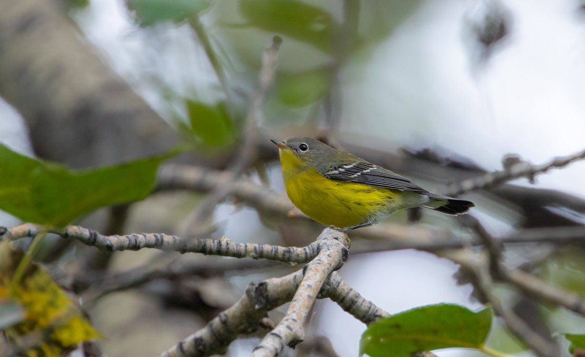Magnolia Warbler - ML641473009