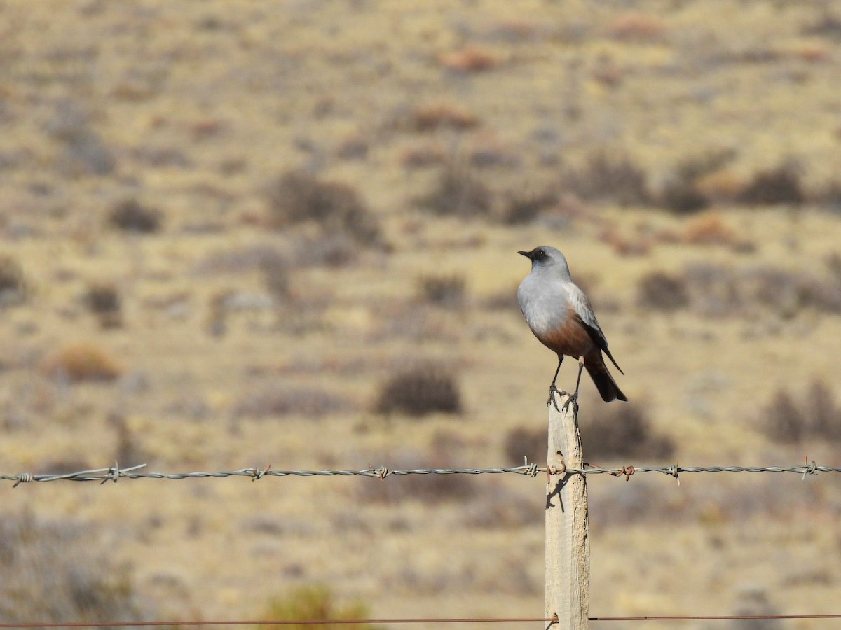 Chocolate-vented Tyrant - ML641473019