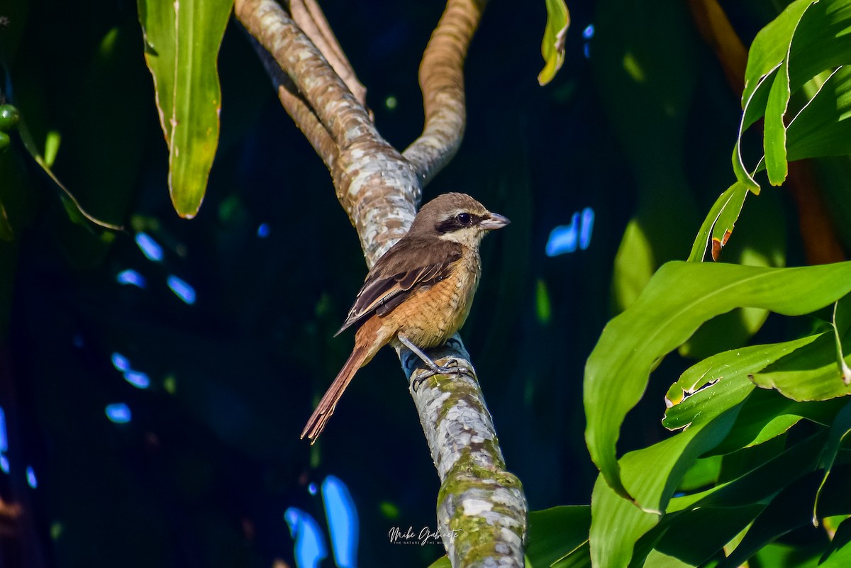 Brown Shrike - ML641473035