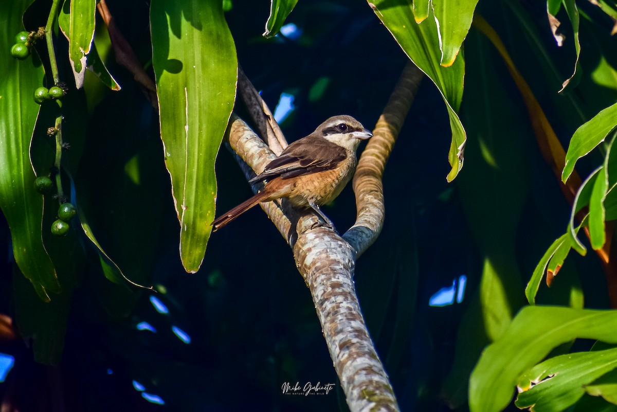 Brown Shrike - ML641473036