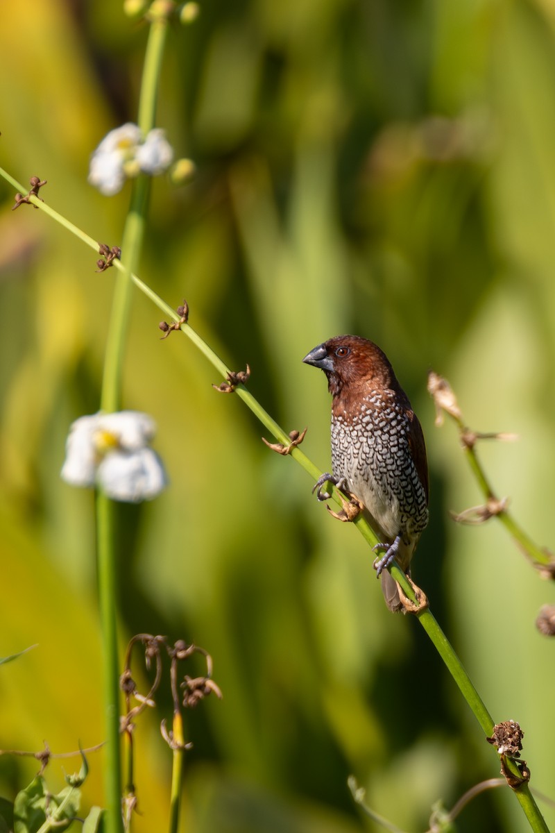 Scaly-breasted Munia - ML641473037