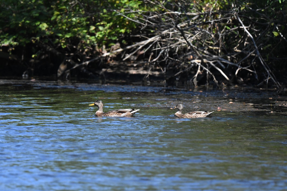 Mallard - ML641473044