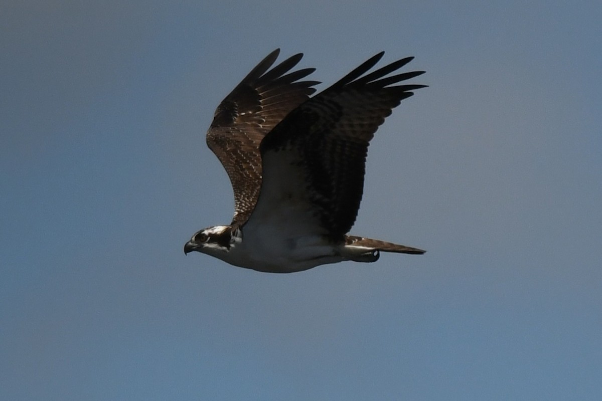 Osprey - ML641473046