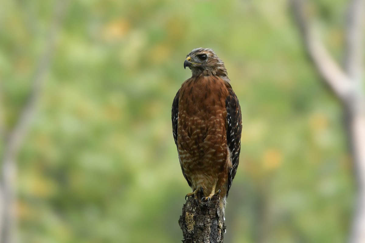 Red-shouldered Hawk - ML641473058
