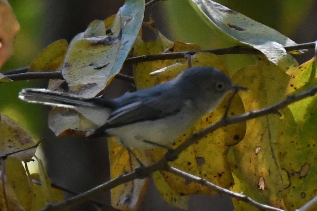 Blue-gray Gnatcatcher - ML641473062