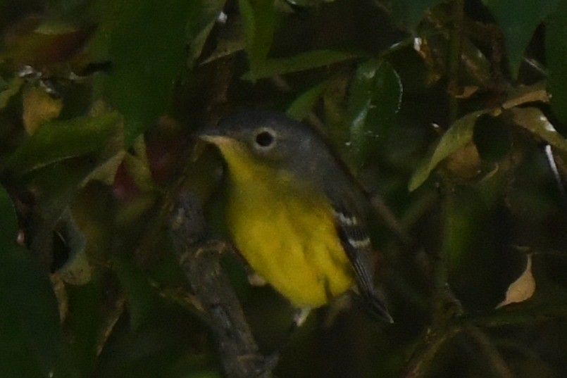 Magnolia Warbler - ML641473068