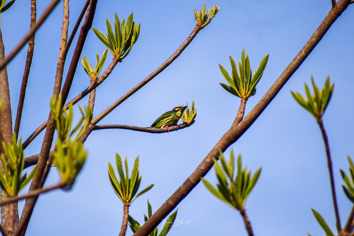 Coppersmith Barbet - ML641473080