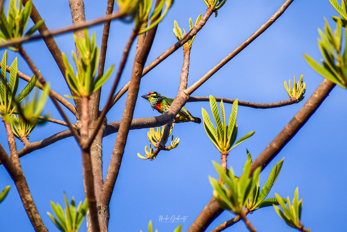 Coppersmith Barbet - ML641473081