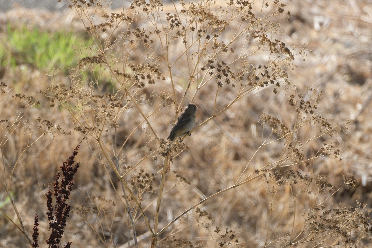 lazulispurv/indigospurv - ML641473088