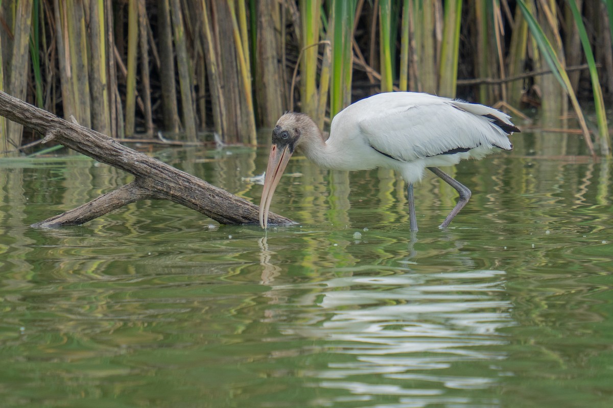 Wood Stork - ML641473094