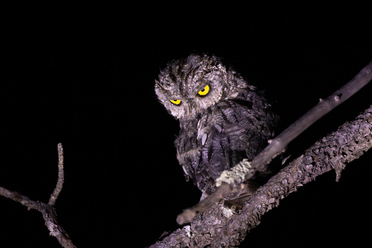 Сплюшка західна - ML641473108