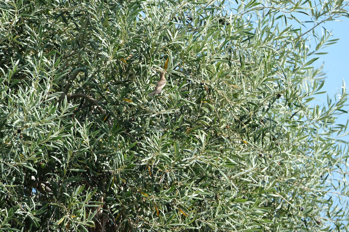 lazulispurv/indigospurv - ML641473120