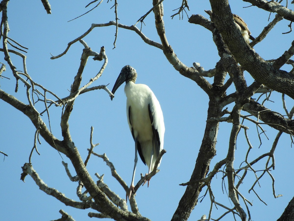 Wood Stork - ML641473130