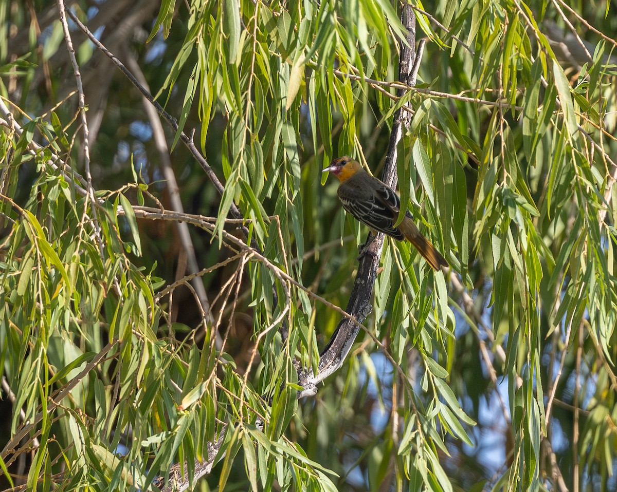 Bullock's Oriole - ML641473131
