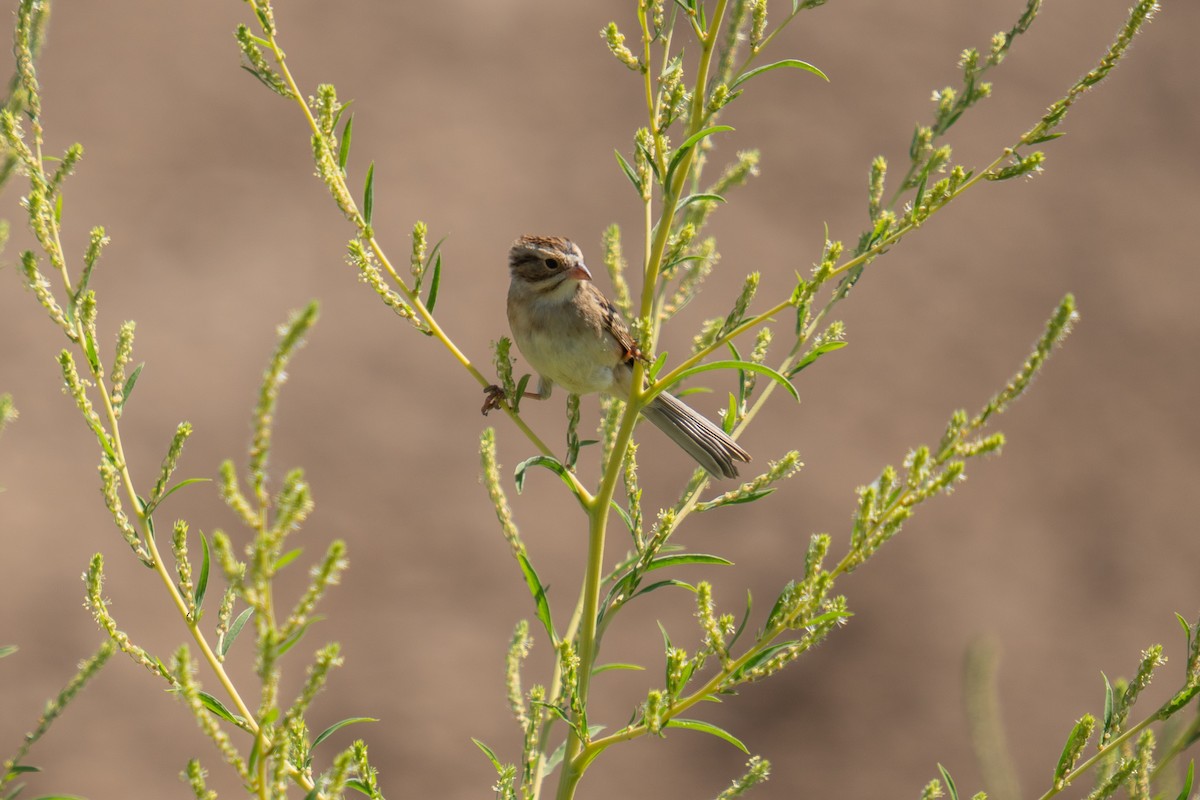Clay-colored Sparrow - ML641473132