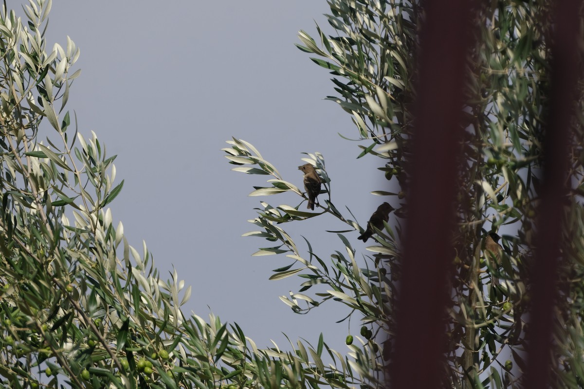 lazulispurv/indigospurv - ML641473140