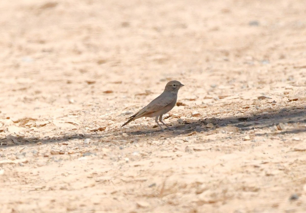 Bar-tailed Lark - ML641473155