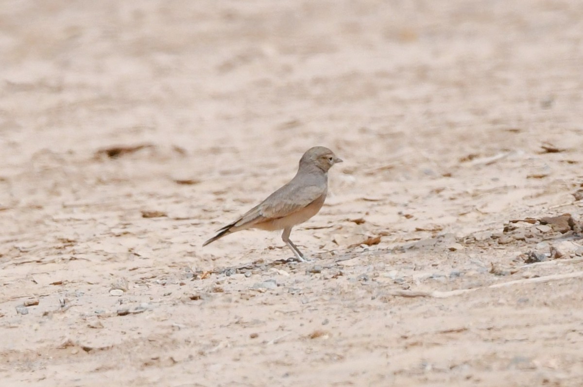 Bar-tailed Lark - ML641473156