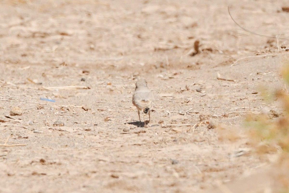 Bar-tailed Lark - ML641473162