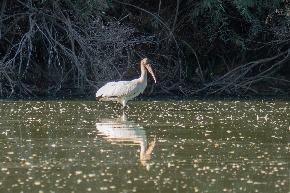 Wood Stork - ML641473175