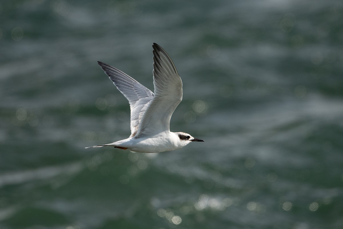 Forster's Tern - Ryan Griffiths
