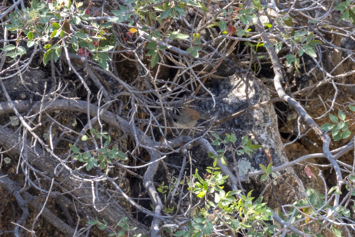 Five-striped Sparrow - ML641473192