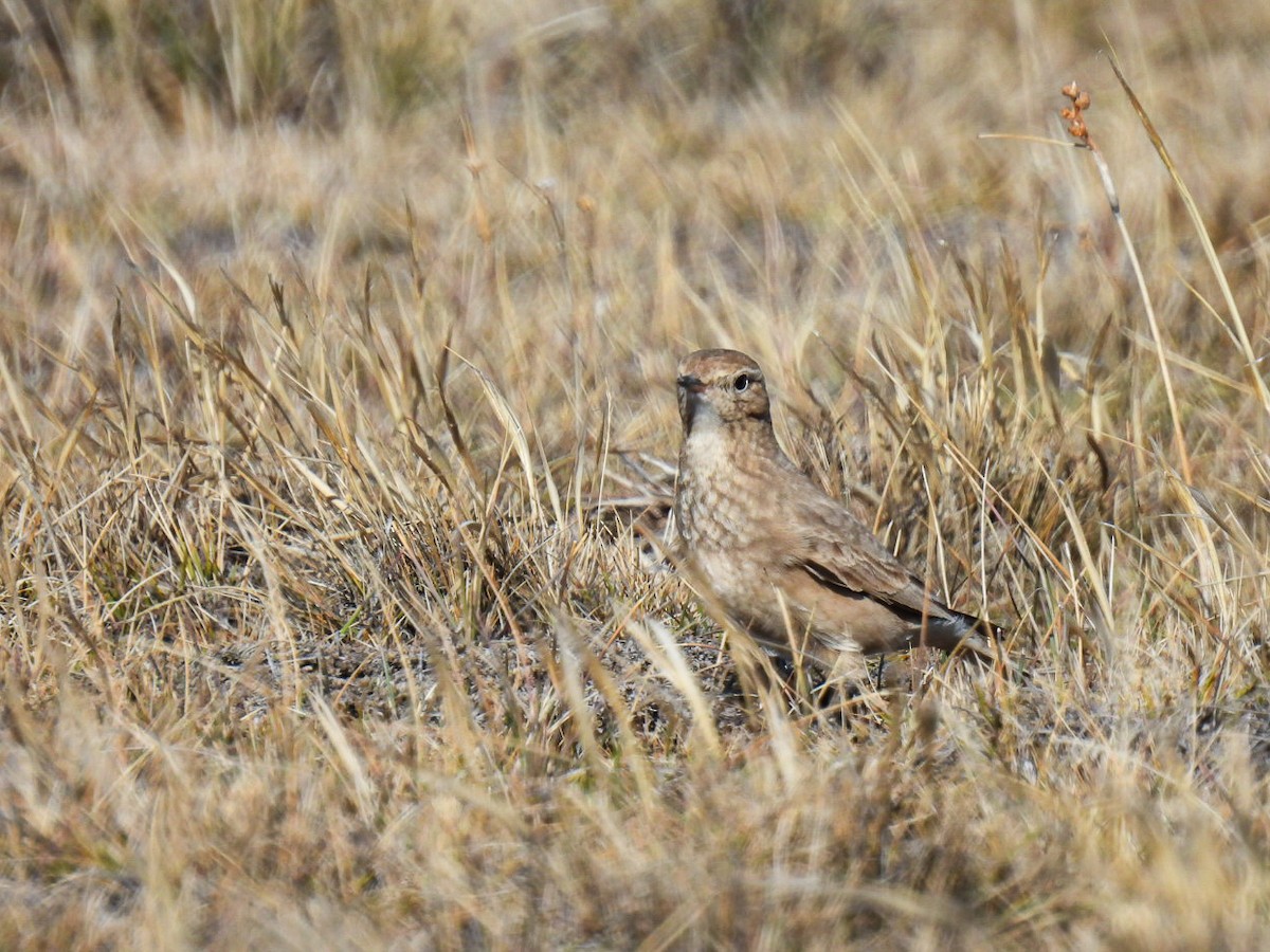 Short-billed Miner - ML641473199