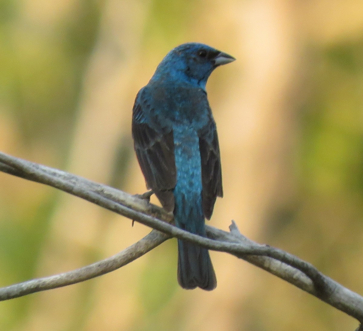 Passerin indigo - ML64147321