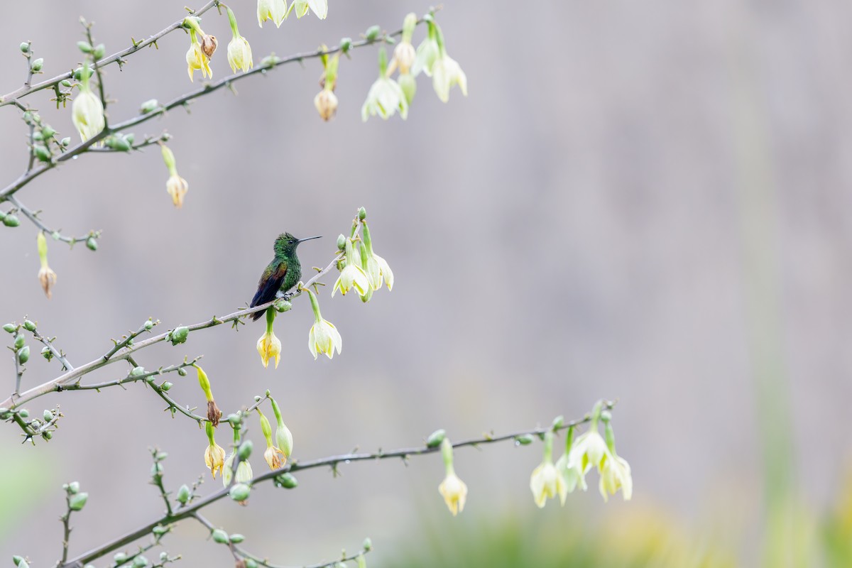 Blue-tailed Hummingbird - ML641473254