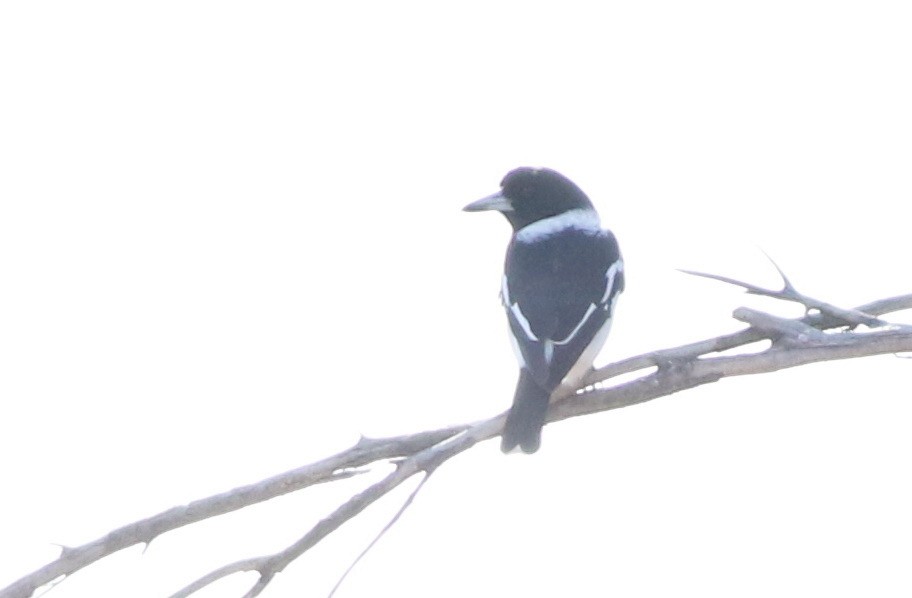 Pied Butcherbird - ML641473263