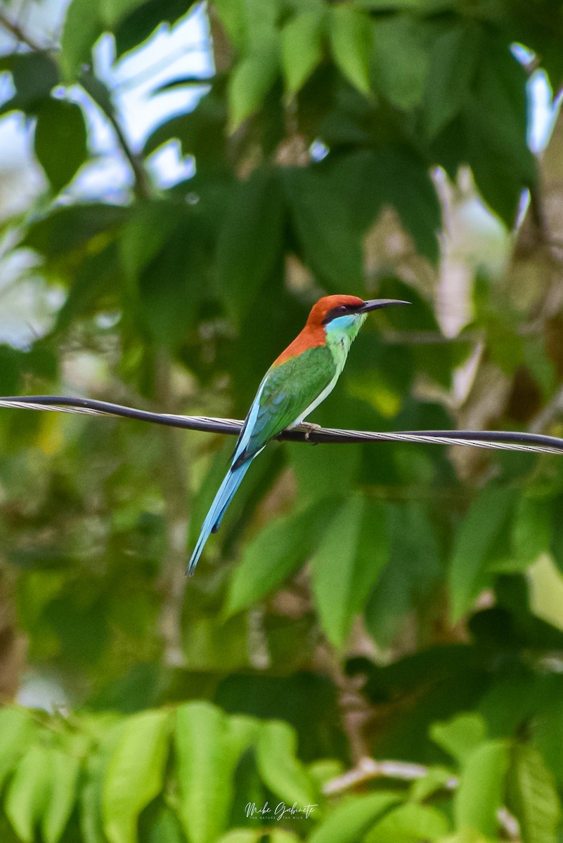 bee-eater sp. - ML641473273