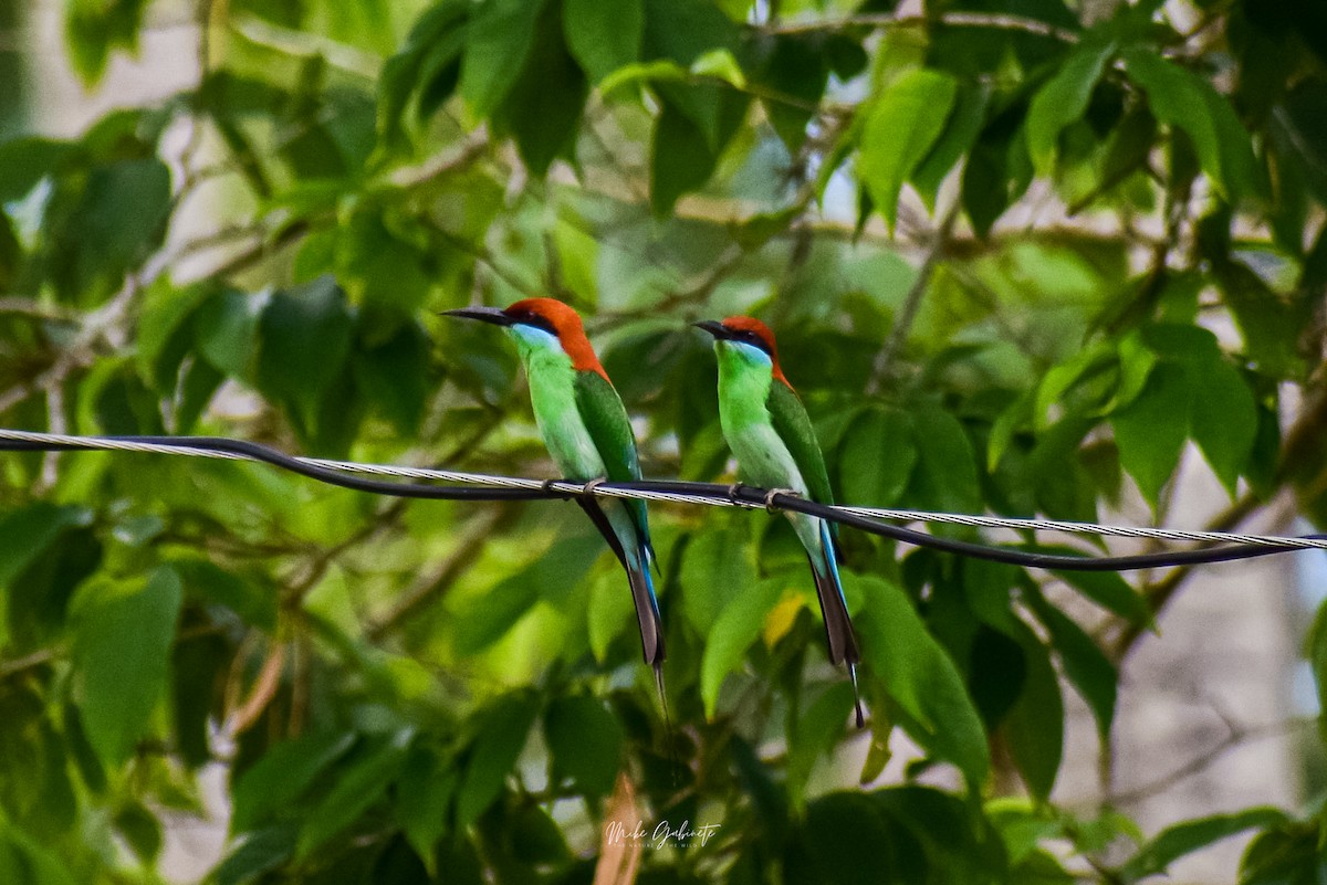 bee-eater sp. - ML641473274