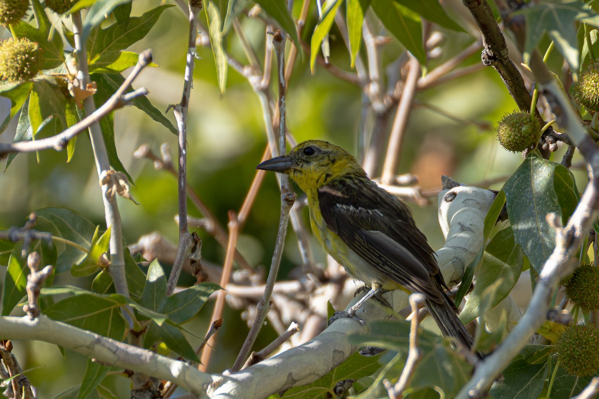 Flame-colored Tanager - ML641473275