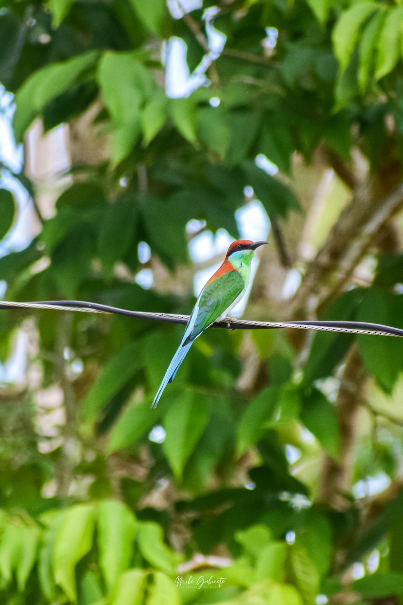 bee-eater sp. - ML641473276