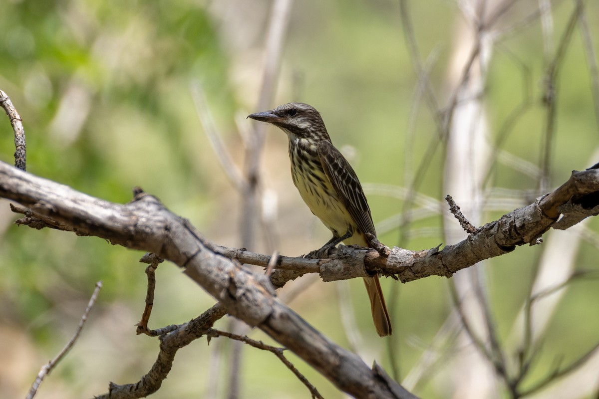 Sulphur-bellied Flycatcher - ML641473291