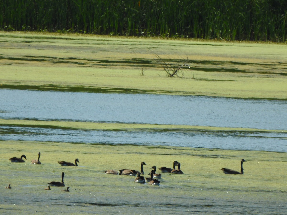 Cackling/Canada Goose - ML641473294