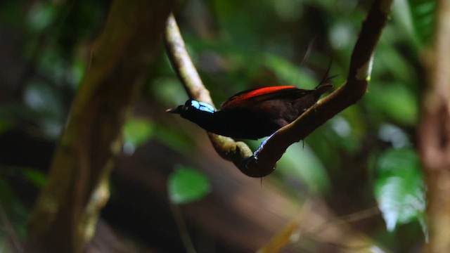 Wilson's Bird-of-Paradise - ML641473327