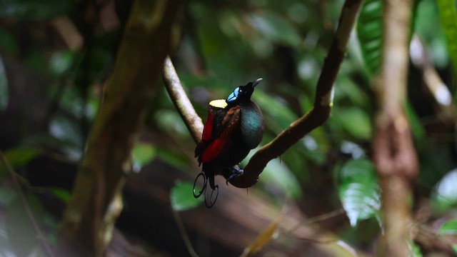 Wilson's Bird-of-Paradise - ML641473328