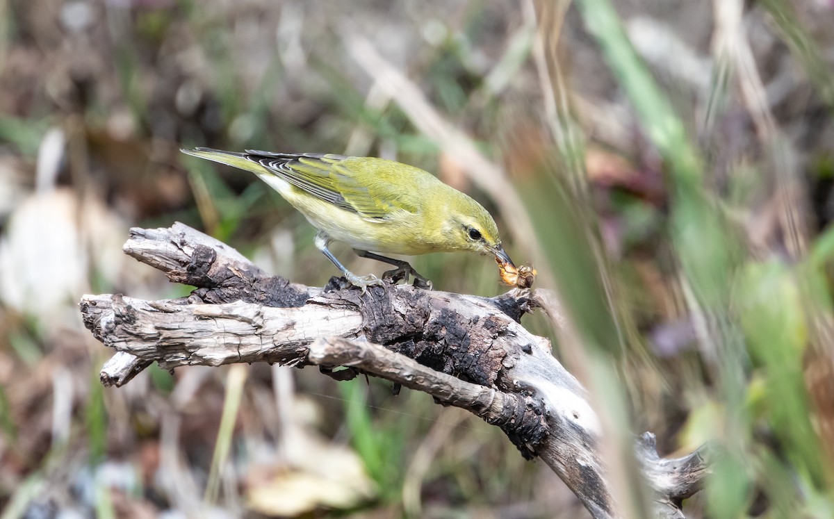 Tennessee Warbler - ML641473339