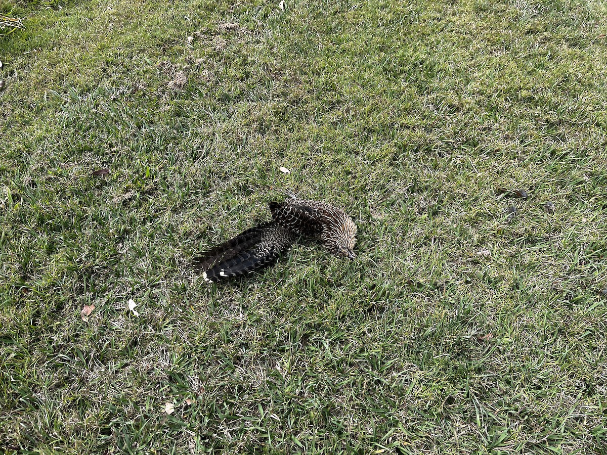 Pheasant Coucal - ML641473365