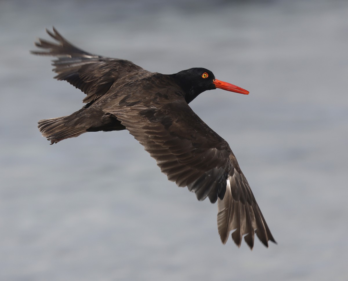 Black Oystercatcher - ML641473383