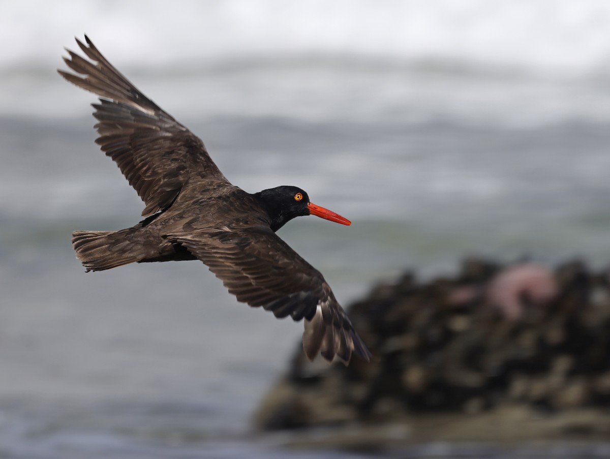 Black Oystercatcher - ML641473384