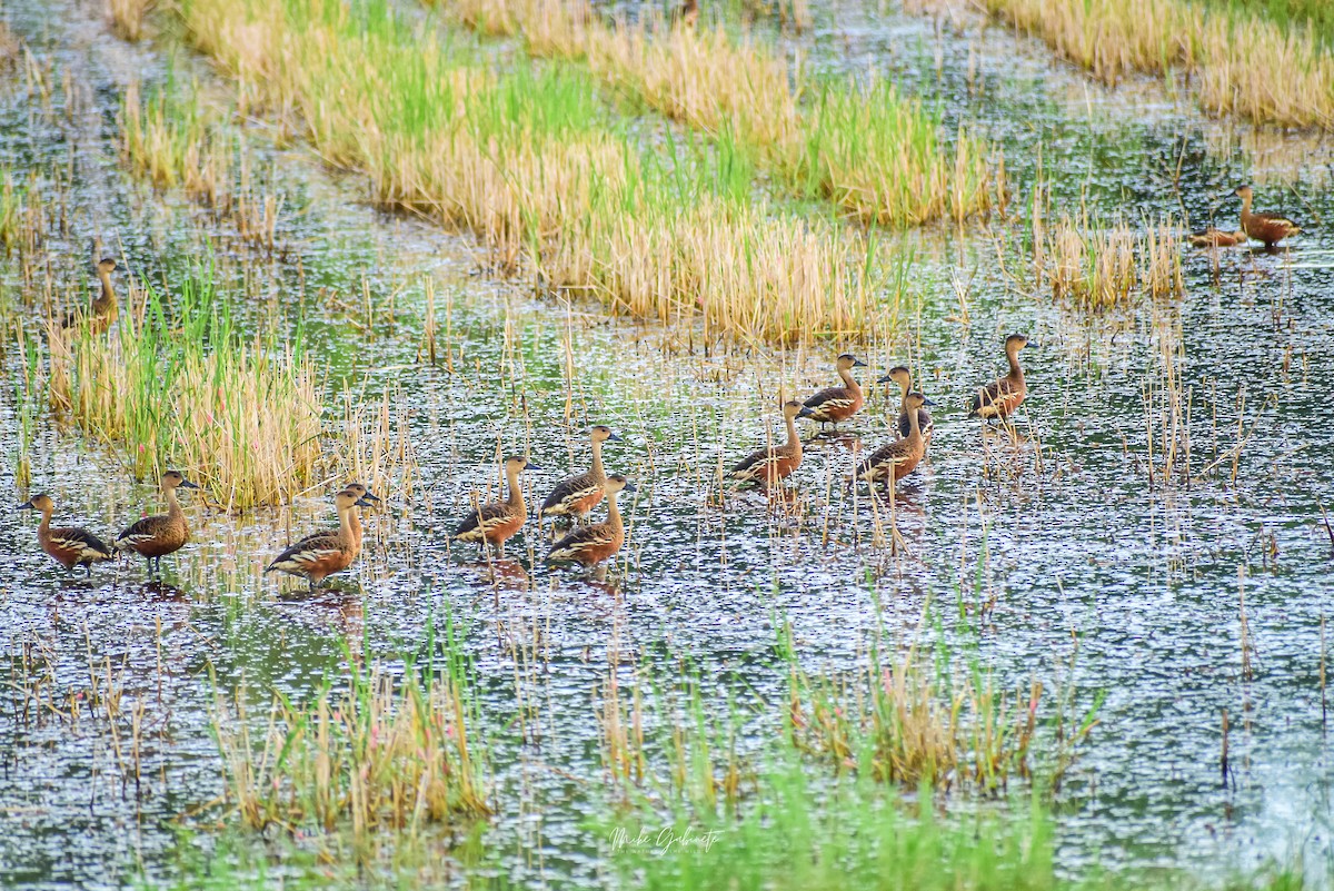Wandering Whistling-Duck - ML641473387