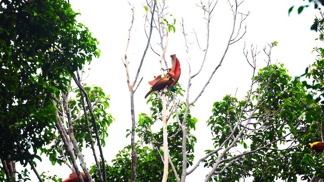 Red Bird-of-Paradise - ML641473393