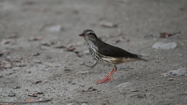 Paruline hochequeue - ML641473426