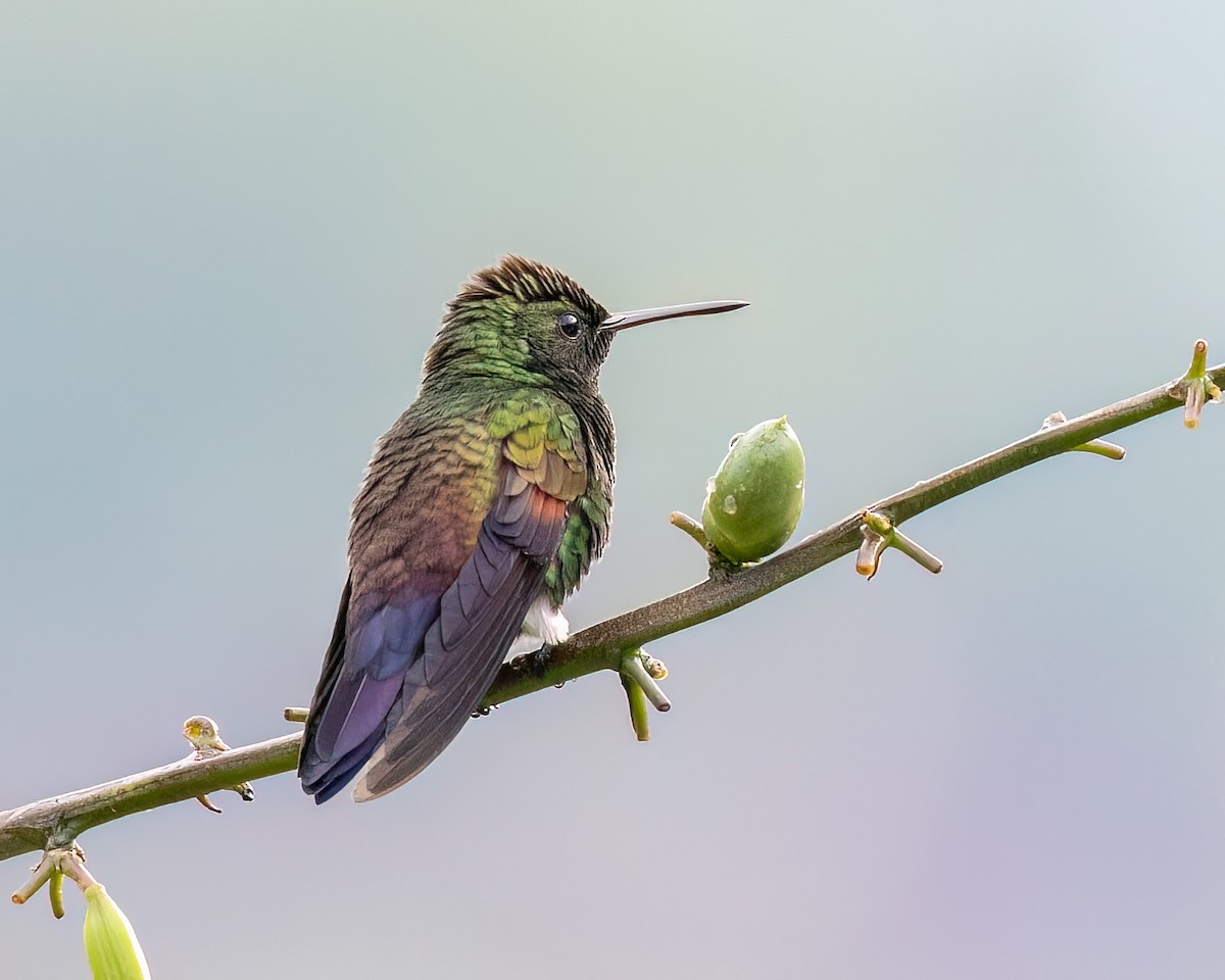 Blue-tailed Hummingbird - ML641473432