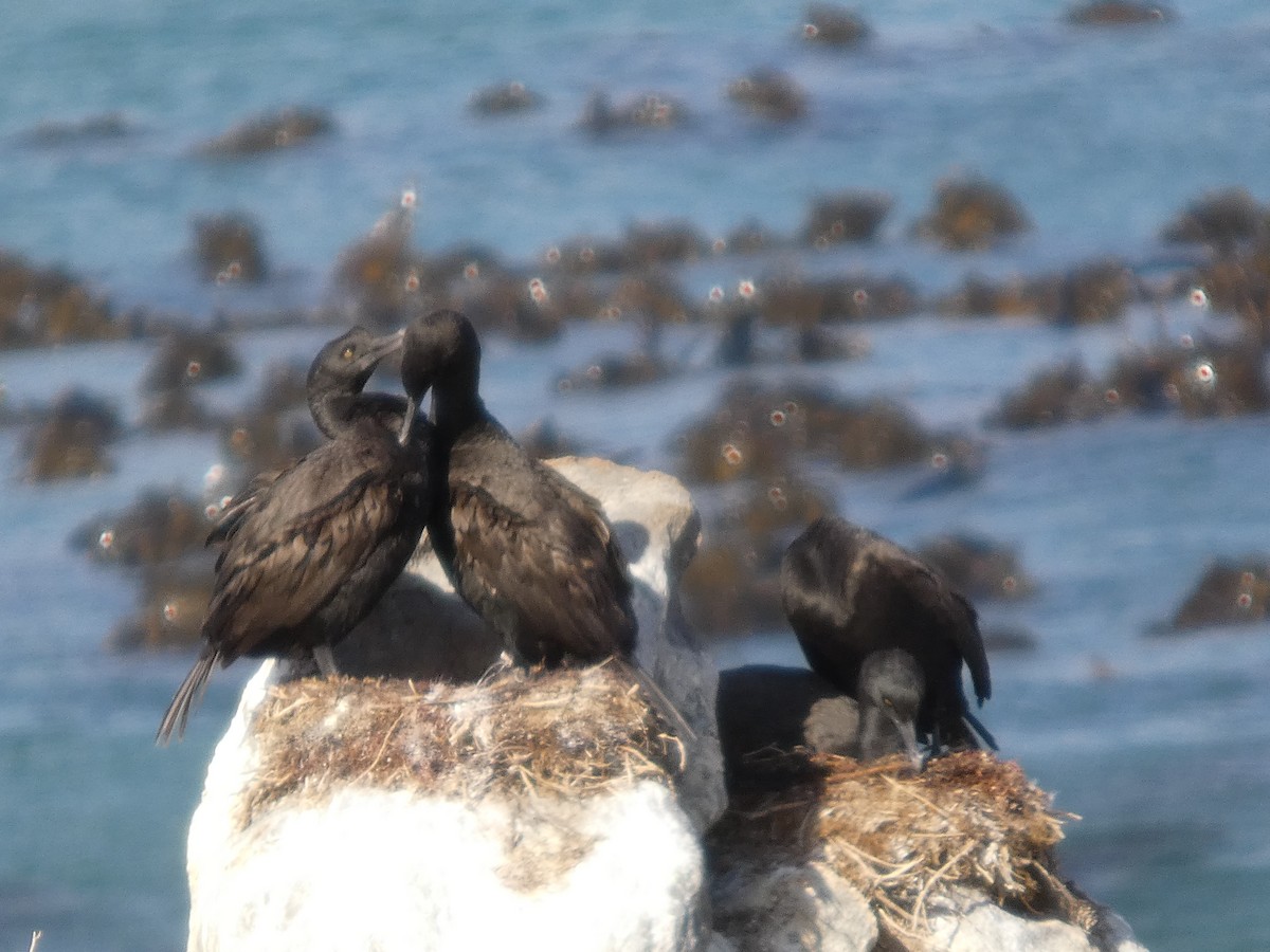 Cormoran des bancs - ML641473465