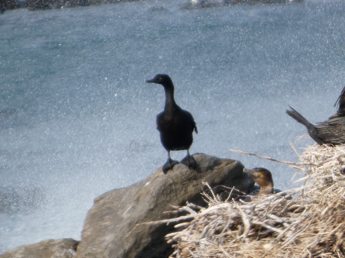 Cormoran des bancs - ML641473466