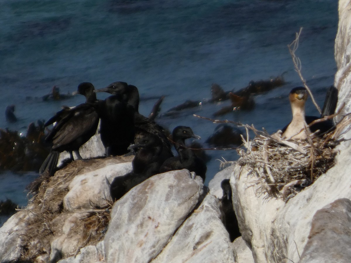 Cormoran des bancs - ML641473467