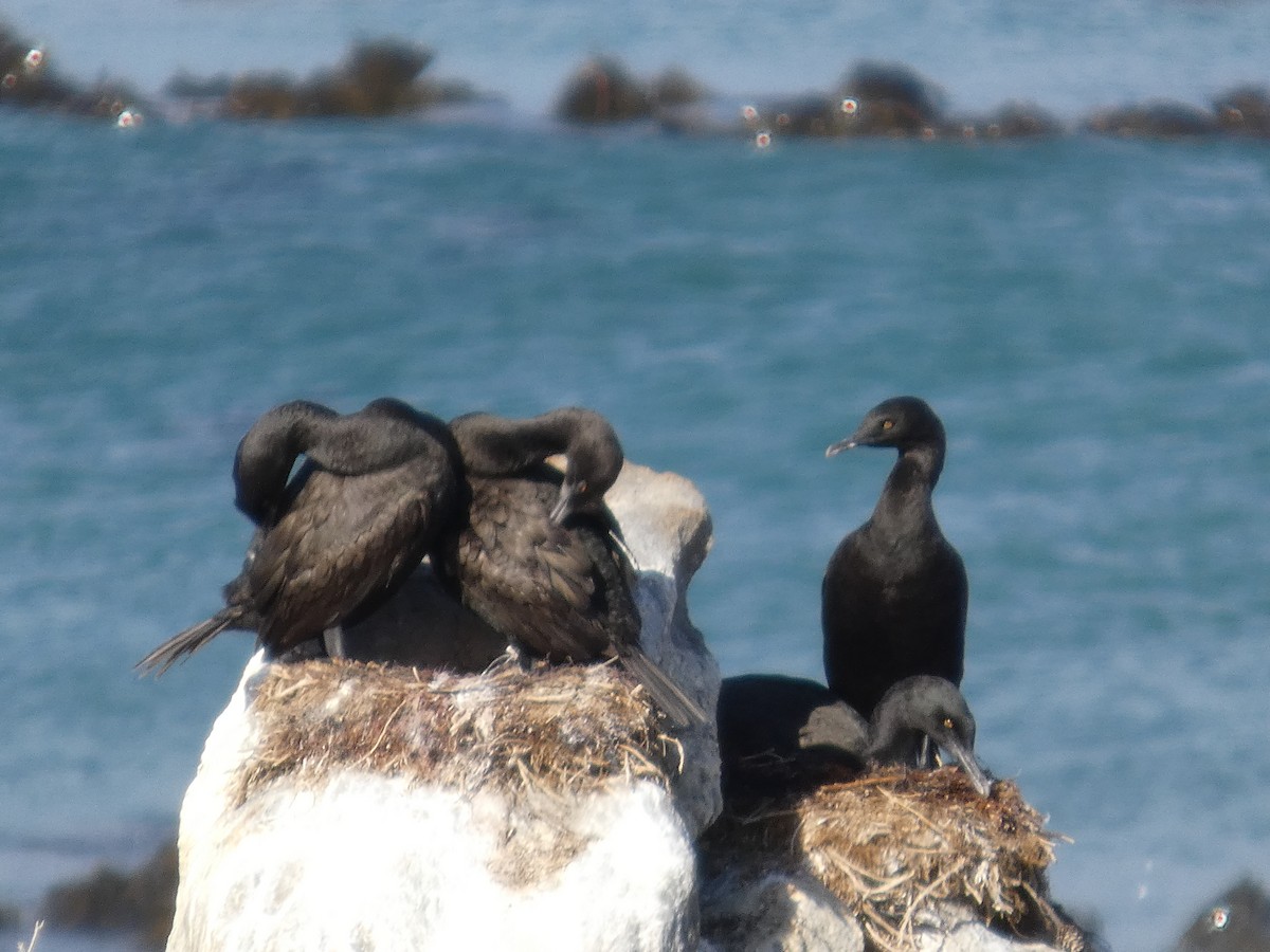 Cormoran des bancs - ML641473468